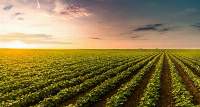 Soybean