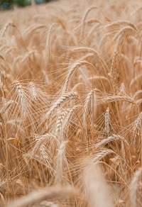 Wheat Flour, Milling Wheat