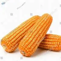 Yellow maize/ field corn