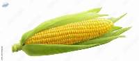 Sweet corn