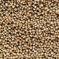 Pearl millets/ Bajra