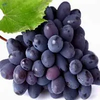 Bangalore Blue grapes