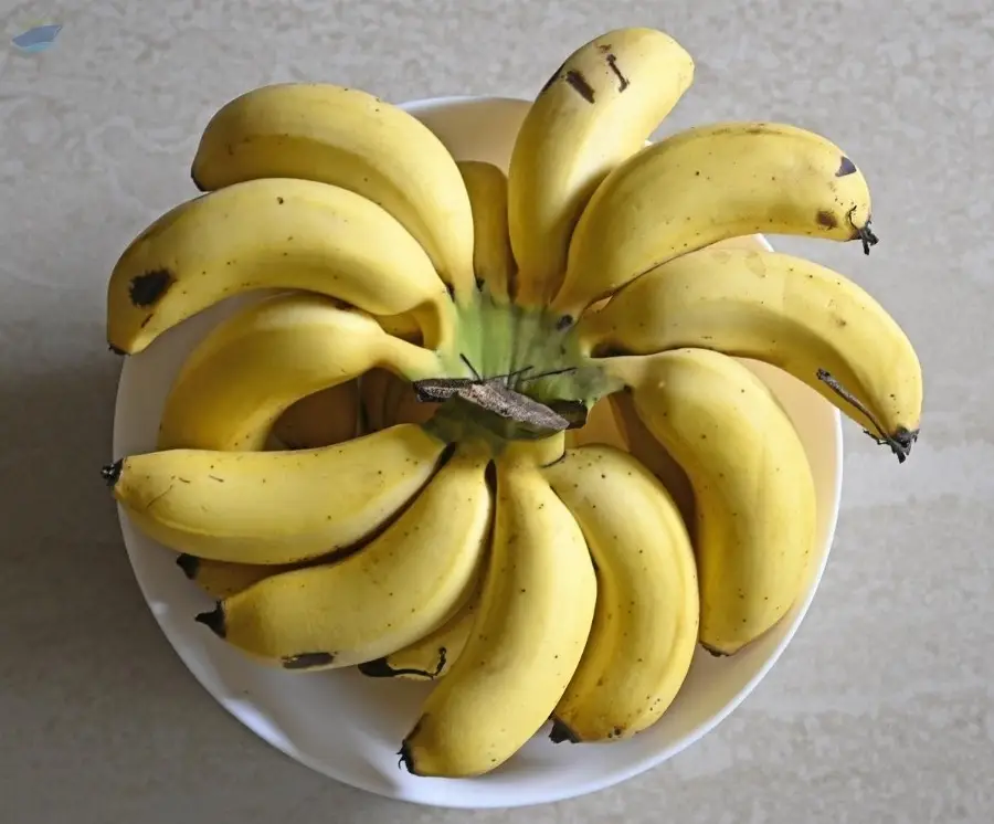 Nanjanagud Rasbale