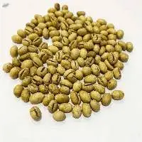 Robusta Parchment