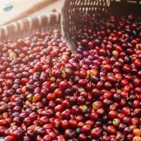Robusta Cherry