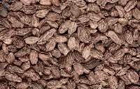 Large Cardamom
