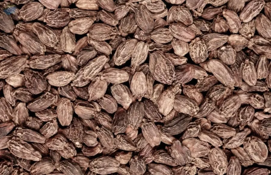 Large Cardamom