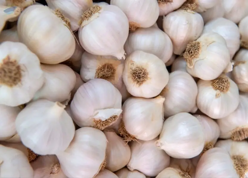 Garlic