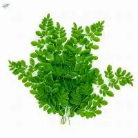 Moringa leaves