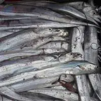 Ribbon Fish