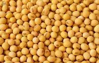 Soybeans