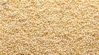 Sesame Seeds