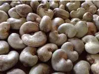 Raw Cashew Seeds