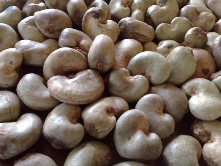 Raw Cashew Seeds