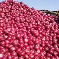 onion