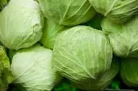 cabbage