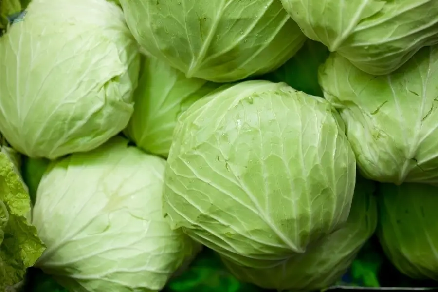 cabbage