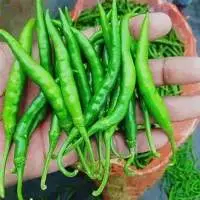 green chilli