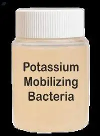 KMB (Potassium Mobilizing Bacteria)