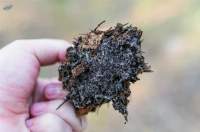 Mycorrhizae - Biofertilizer