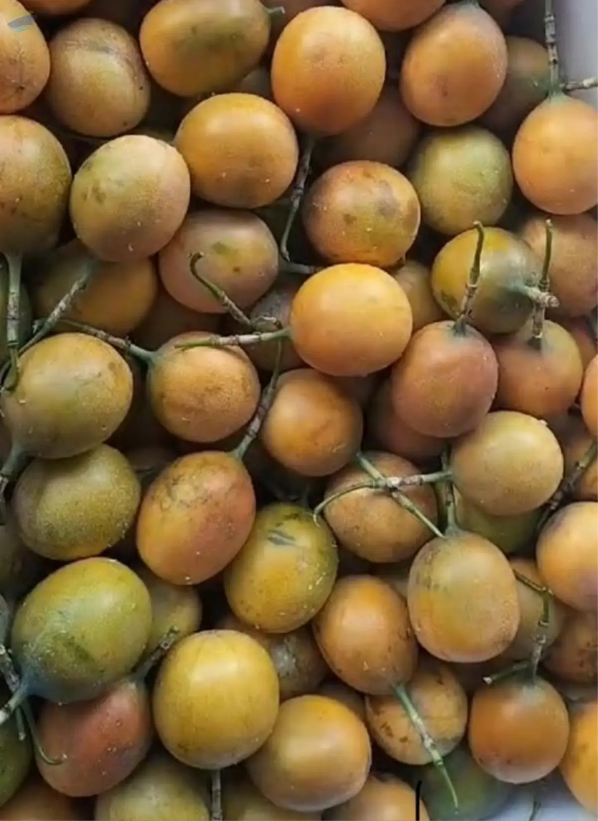 Passion Fruit