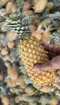 Pineapple
