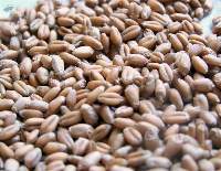 Whole Wheat