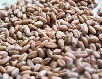 Whole Wheat