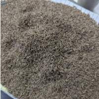 Cumin Seeds
