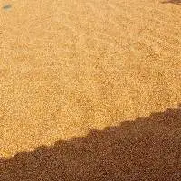 corn seeds