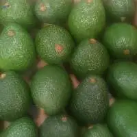 Avocado
