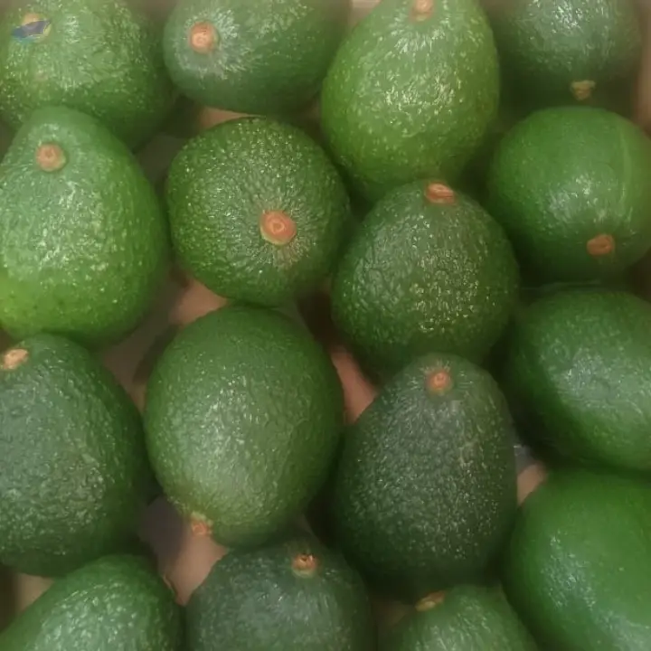 Avocado