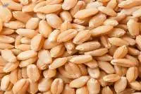 Milling Wheat / Durum Wheat