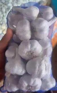 Garlic