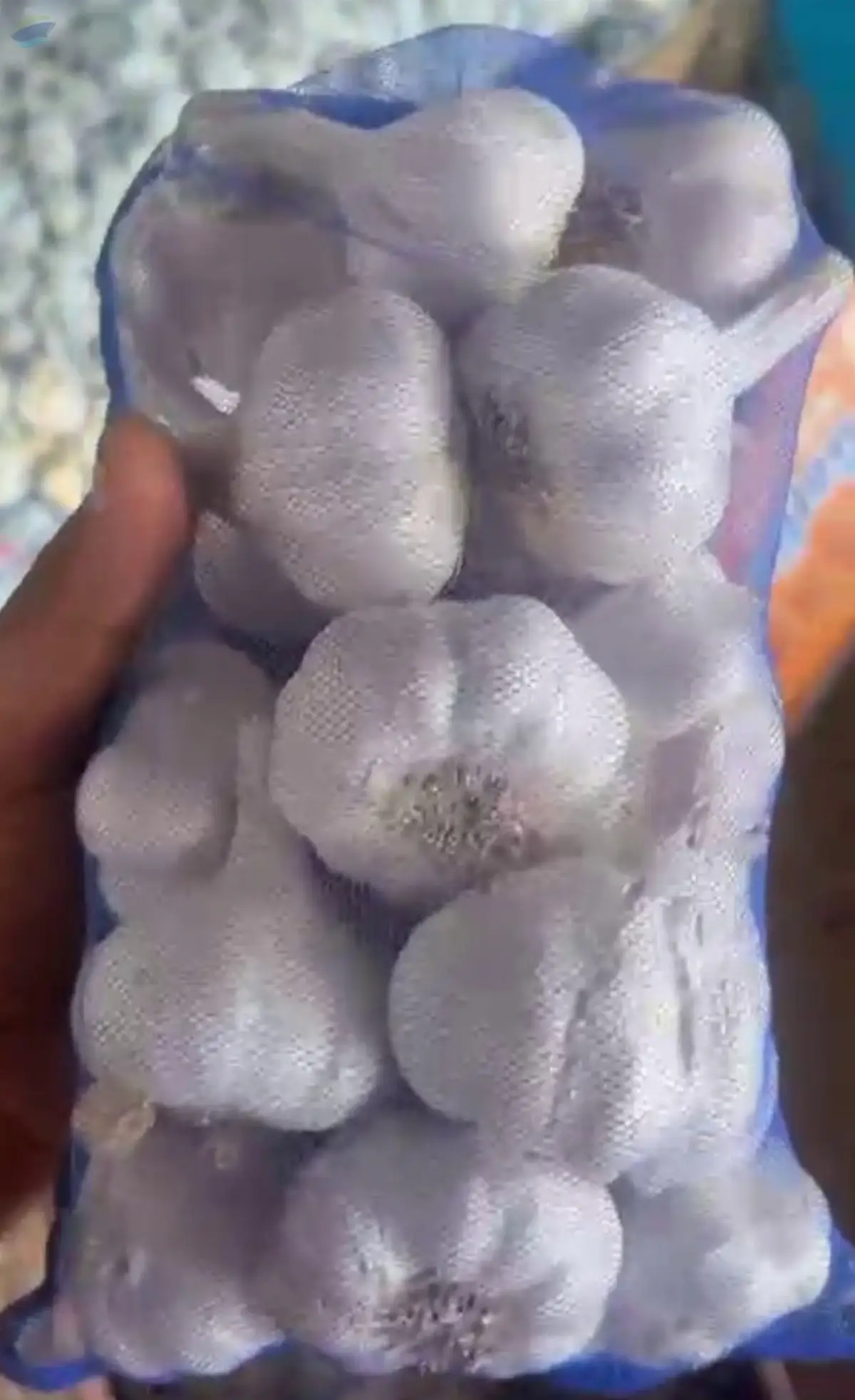 Garlic