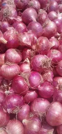 Fresh Gharva onions