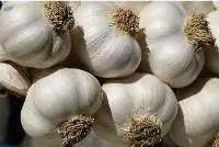 India Garlic 40 -50 mm
