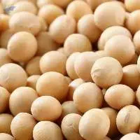 Soybean