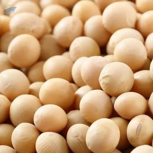 Soybean