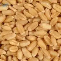 Wheat