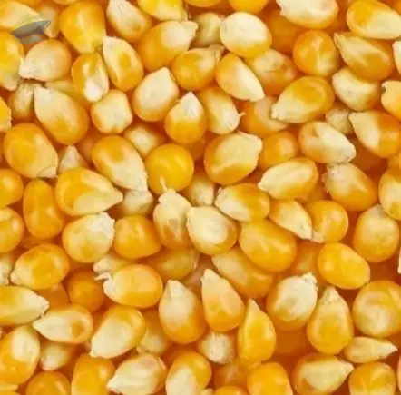 Corn