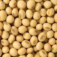 Soybeans non-gmo