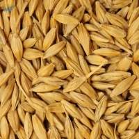 Barley