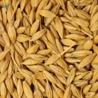 Barley