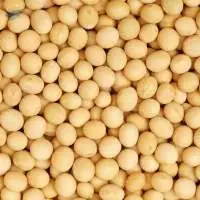 Yellow  peas