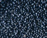Black Beans