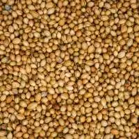 Natural Coriander Seeds Bulk Spice Supply