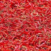 Whole Red Chilli Bulk Export Supply