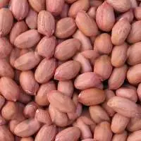 Peanuts
