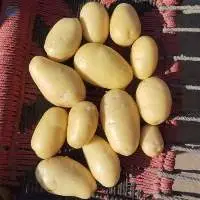 Fresh Potatoes